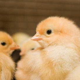 Tuning Out and Turning Off Image